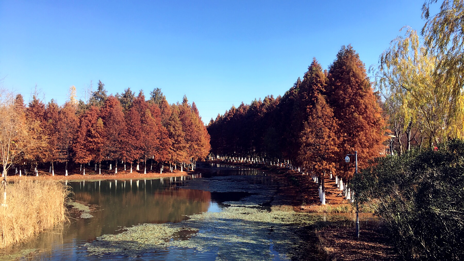 冬日暖松（林晓明 20171213 ）.jpg